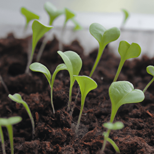 Testing Toxicity with Lettuce Seeds