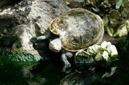 Do Turtles Recognize Colors? 