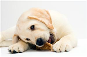 Paw Preference in Dogs | Science Fair Projects | STEM Projects